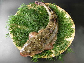 楽天市場 コチ その他水産物 魚介類 水産加工品 食品の通販