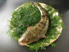 楽天市場 コチ その他水産物 魚介類 水産加工品 食品の通販