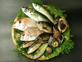 はりかいの活〆天然魚介類詰め合わせ（2,3人分）送料込み