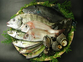 はりかいの天然魚介類詰め合わせ（6〜8人分）送料込み