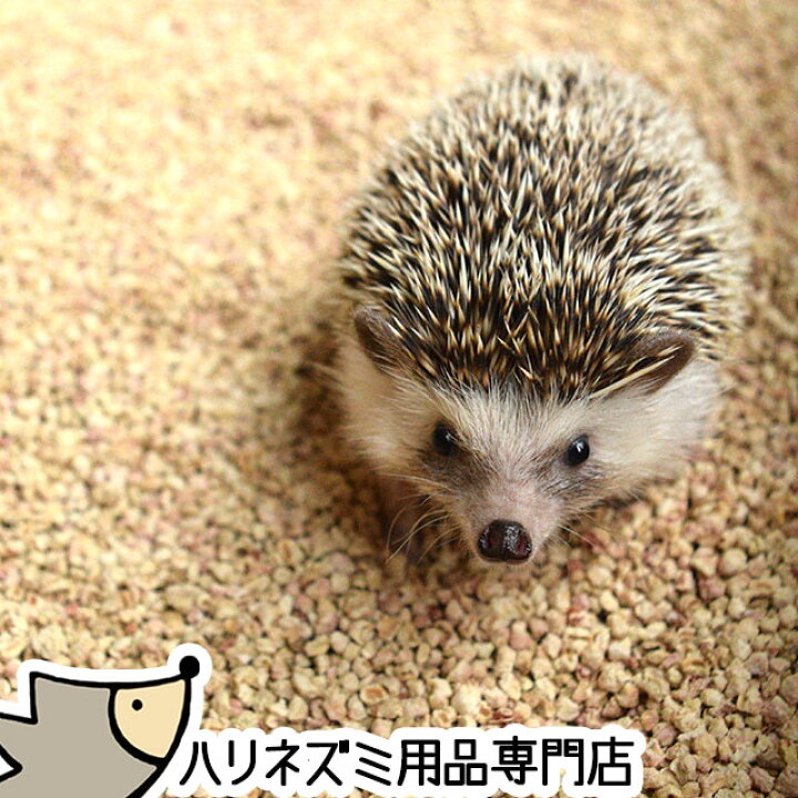 楽天市場 はりねずみんみん共和国 コーンリター 5リットル ハリネズミの床材 オリジナル床材 はりねずみんみん共和国