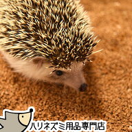 はりねずみんみん共和国 くるみリター・クルミリター 5リットル クルミデザートサンド ハリネズミが掘っ…
