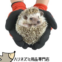 楽天市場】ハリネズミ 専門店（ペット・ペットグッズ）の通販