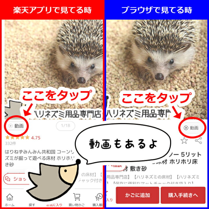 楽天市場】ハリネズミがすぐ飼える 飼育グッズ13点セット 初心者セット 