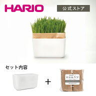 【365日出荷対応】猫草 鉢 栽培キット ネコ草 ねこ草 猫 猫用 エン麦 燕麦 草 種 毛玉ケア 毛玉対策 日本…