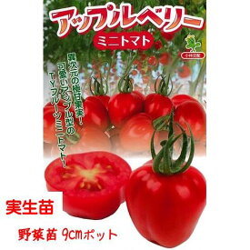 【4月中〜下旬より発送開始予定♪】珍しいベル型ミニトマト アップルベリー 3号【1株】9cmポット野菜苗 家庭菜園 花壇 ガーデニング