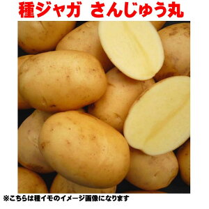킶Ⴊy񂶂イ܂z1kg 񂶂イ ĐA HA C n鏒 oCV 