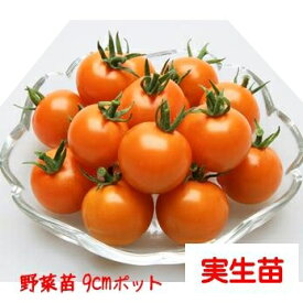 【4月中〜下旬より発送開始予定♪】ミニトマト オレンジパルチェ 3号【1株】9cmポット野菜苗 家庭菜園 花壇 ガーデニング