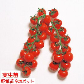【4月中〜下旬より発送開始予定♪】ミニトマト 赤ちゃんほっぺ（CFプチぷよ） 3号【1株】9cmポット野菜苗 家庭菜園 花壇 ガーデニング