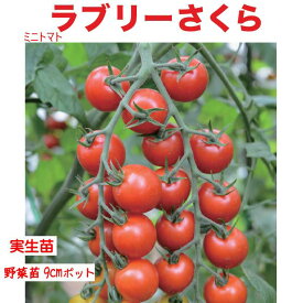 【4月中〜下旬より発送開始予定♪】ミニトマト ラブリーさくら 3号【1株】9cmポット野菜苗 家庭菜園 花壇 ガーデニング