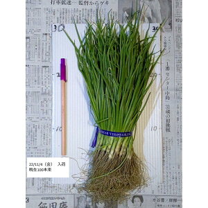 野菜の苗 タマネギ 【晩生】約100本(もみじ3号、さつき、ネオアース) 【11月初旬より発送開始予定♪】玉ねぎ苗 玉葱苗 たまねぎ苗