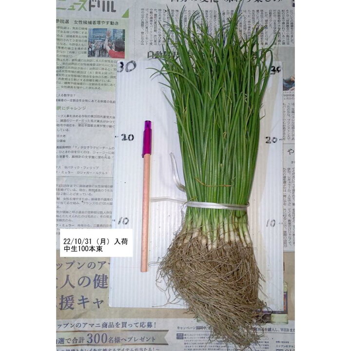 楽天市場】野菜の苗 タマネギ 【中生】約100本（OK、アドバンス） 【10 