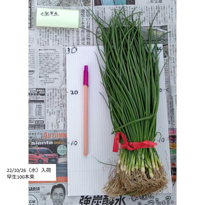 鹿児島県産玉ねぎ(早生・七宝) 苗2000本