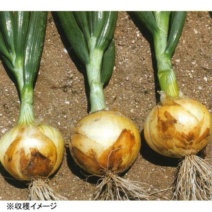鹿児島県産玉ねぎ(早生・七宝) 苗2000本