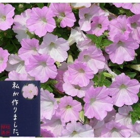 【4月上旬ころより出荷予定♪】杉井明美の ペチュニア さくらさくら3.5号【5株セット】 10.5cmポット花苗 花壇 プランター ガーデニング 寄せ植え