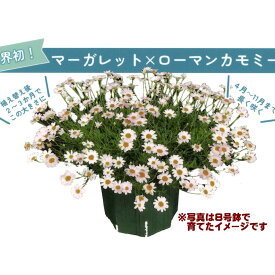 【4月上旬ころより出荷予定♪】ニューサマーデージー ステラ 3.5号【1株】 10.5cmポット花苗 花壇 プランター ガーデニング 寄せ植えニューサマーデイジー