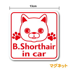 }OlbgXebJ[ cat in carueBbVV[gwA L LbgCJ[ LĂ܂ L ˂ lR 킢  LN^[ IWi ł a@   y