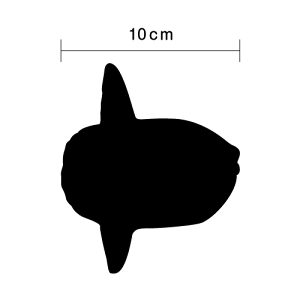 y VGbg XebJ[ z }{E 10cm3M(X[G) C  T[t{[h    킢 h B V[  JbeBOXebJ[ JbeBOV[g oCN wb