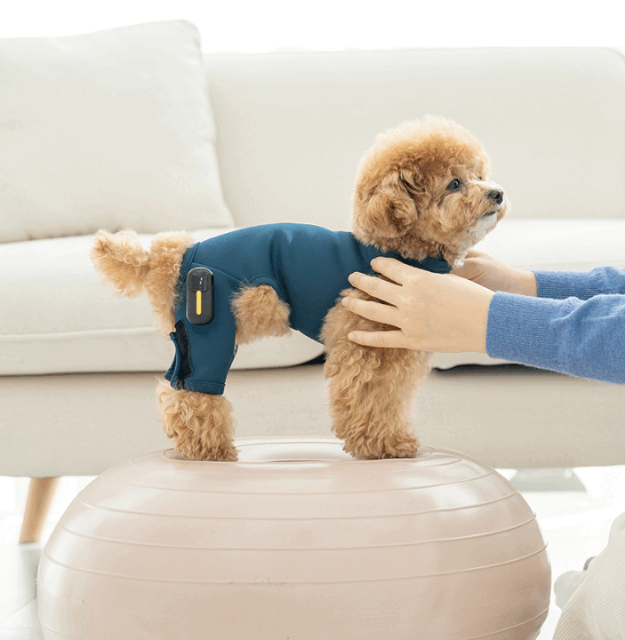 楽天市場】【犬用 EMSトレーニングスーツ】犬 膝蓋骨脱臼 ケア 楽天市場】【犬用 EMSトレーニングスーツ】犬 膝蓋骨脱臼 ケア