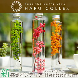 ハーバリウム(浮游花/フユカ)通販、ペッパーベリー01