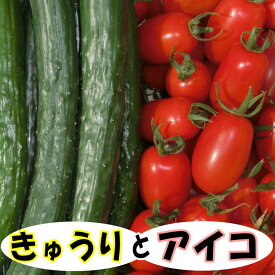 ＜7月下旬より順次発送予定＞夏野菜セット　訳ありミニトマト アイコときゅうり　岩手県産【国産】【訳あり】【ミニトマト】【アイコ】【きゅうり】