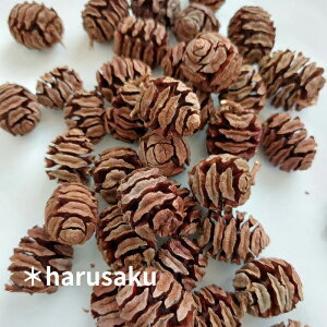 y50z^ZRC̎ NX}X[X ؂̎ hCt[ [X NX}X |