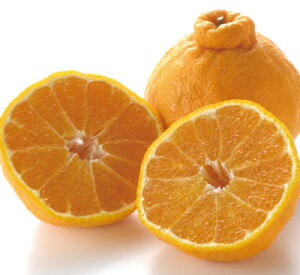 �y�f�R�|���z���Ε� �M�t�g ���蕨 �t���[�c �ʕ� �{