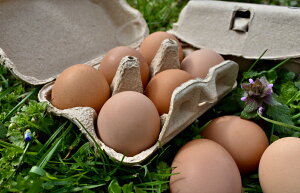 @@_̕܂@24@@@`qg݊@Ɣz@܂@@@Y{@݂̕@GR@sOg