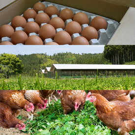 蓮ヶ峯農場の平飼いたまご50個入り　平飼い卵　自家配合　非遺伝子組み換え飼料　京都
