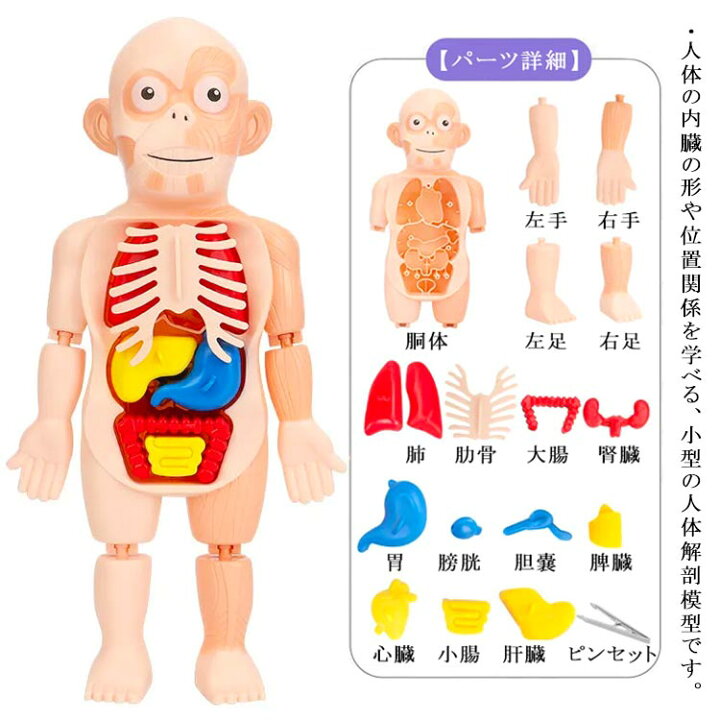 楽天市場】人体解剖模型 組み立て 人体解剖モデルボディ 人体模型 知育 