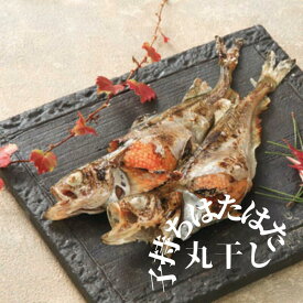 送料無料　ハタハタ 子持 はたはた 干し5〜7尾前後 冷凍 メス ブリコ 卵の食感がたまらない 秋田 お取り寄せ グルメ 秋田