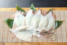 送料無料　開きイカ お取り寄せ 秋田 グルメ ご飯のお供 bbq　BBQ