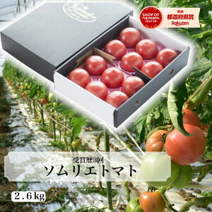 y1珇z Ƃ܂  yʍ͔|_Yz_ɂ݁^ܗ3I\G g}g g}gW[X  Vs x _ v`g}g t[c  Â v[g 