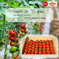 ＼ 予約 ／ とまと ミニトマト 1000円 ポッキリ 送料無料 【特別栽培農産物】ソムリエミニトマト プラチ…