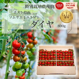 ＼ 半額 数量限定 ／ とまと ミニトマト 送料無料 【特別栽培農産物】ソムリエミニトマト ダイヤ 800g トマト レシピ トマトジュース プチトマト プレゼント ギフト 内祝い ふるさと ホワイトデー 楽天市場 ネットショッピング sale セール プチギフト 人気 ポスト投函