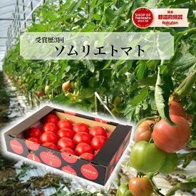 【予約1月末から順次発送】 とまと ミニトマト 送料無料 【特別栽培農産物】受賞歴3回！ ソムリエ トマト トマトジュース 送料無料 レシピ 高糖度 酸味 プチトマト フルーツ 野菜 甘い プレゼント ギフト 贈答 贈り物 内祝い キッチン 冬 ダイエット 冷凍 熊本 ふるさと