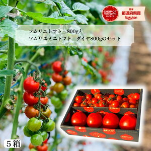 y1珇z Ƃ܂ ~jg}g  yʍ͔|_Yz \G g}g 800g \G~jg}g _C800g̃Zbg g}gW[X v`g}g v[g Mtg _