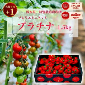 ＼ 予約 plus1／ 1個買うと1個無料 とまと ミニトマト 送料無料 【特別栽培農産物】ソムリエミニトマト プラチナ1.5kg トマト レシピ トマトジュース プチトマト プレゼント ギフト 内祝い ダイエット ふるさと 楽天市場 ネットショッピング sale セール プチギフト 熊本
