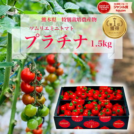 デイリーランキング 1位 とまと ミニトマト 送料無料 【特別栽培農産物】ソムリエミニトマト プラチナ 1.5kg トマトジュース プチトマト プレゼント ギフト ダイエット スープ ふるさと クリスマス 内祝い お歳暮 フルーツ 野菜 甘い 人気