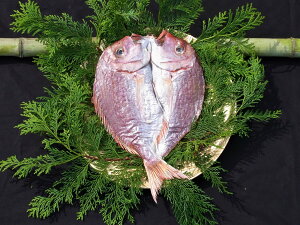 VR̂Ђ炫 1 Ⓚ ^C   ̊ Ⓚ ̊  䒆  Mtg Ђ  i    ܂ { ܂ Ⓚ ̂