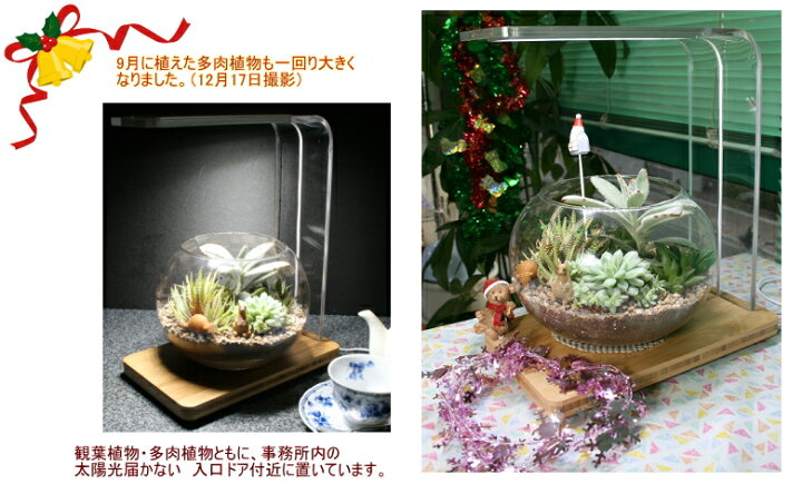 楽天市場 植物育成ライト Tera Light テラライト 植物育成 調光機能付ledライト付きテラリウム スタンドと手作りガラスポットのセット日当りゼロでも簡単 植物育成インテリアスタンド 鑑賞用アクアリュム ミニ水槽 植物 土などはついておりません 快適