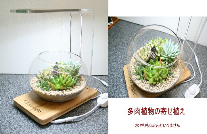 楽天市場 植物育成ライト Tera Light テラライト 手づくりガラス鉢植物育成 調光機能付ledライト付き テラリウム スタンド と手作りガラスポットのセット植物育成インテリアスタンド鑑賞用とアクアリウムミニ水槽丸鉢 植物 土などはついておりません 快適