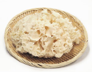 yԂт 600g уt[czp ƒp { {̖