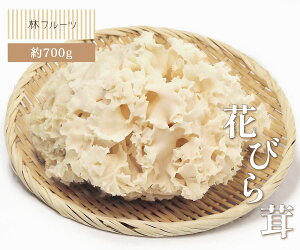 yԂт 600g уt[czp ƒp { {̖