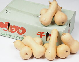 【千葉県産 バターナッツかぼちゃ 1箱 (9～10玉) 約10kg 林フルーツ】
