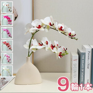 ySi10%OFF&|Cg5{z Ӓ 6F A tFCNt[ CeA 91{ ԑ u[P ֑}  AW {  VNt[ sN CG[ _[Nbh