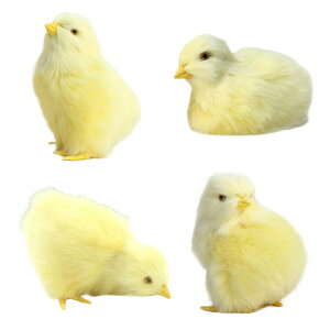 Ђ悱 ʂ A { 4HZbg  킢   C[X^[ Ђ悱 u   ~j l` f  ʐ^Bec[ CG[