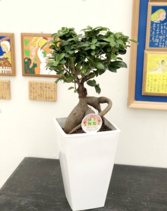 楽天市場 ガジュマル6号スクエア ホームセンターきたやま楽天市場店