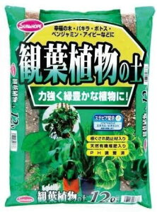 TAhz[v ϗtA̓y(XerAz) 12L