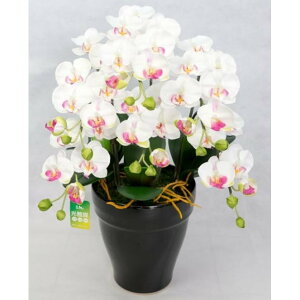 ʌR[|[V G}Ӓ y(HARUKA)  PS3-2